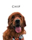 Chip