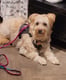 Bambi