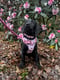 Dolly