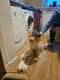 Alfie