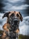 Bruce