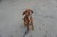 Remington