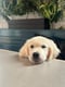 Hudson