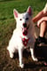 Dipole