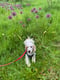 Monty