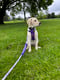 Willow