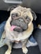 Bertie