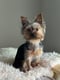 Oliver