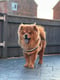 Bruno