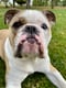 Bruschi