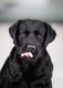 Balu
