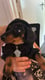 Rolo