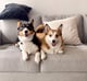 Nova and Astro