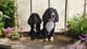 Marley & Tilly +1