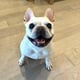 Wilbur