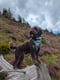Enzo & Oakley
