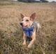 Odie