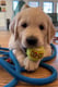 Puppies