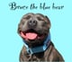 Bruce
