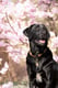 Roxx