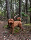 Finnigan