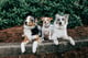 Oakley, Luna, & Peanut
