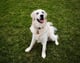 Finnegan (Finn)