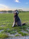 Pepper