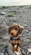Willow