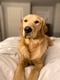 Guster (Gus)