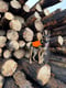 Fir