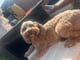 Bailey