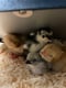 I have more then 1 chicken