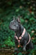 Lila