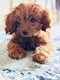 REBA