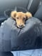 Poppy D.O.G