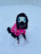 Sheeba