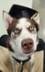 Balto