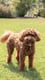 Waffles