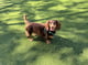 Pippa