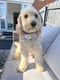 Murphy