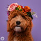 @labradoodle.doortje