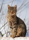 example.cat