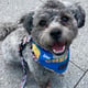 @themancfurbabies