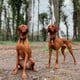 @zoe.thevizsla