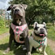@ozzy_and_zena