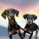 @thedobietails