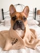 @Buzz.thefrenchbulldog