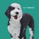 @petthrive