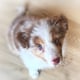 @rafiki.bordercollie